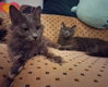 Lady Grey / Matilda