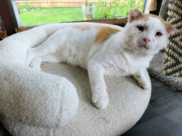 Grilled Cheese (FIV+) - Pending