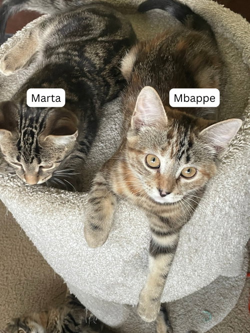 Mbappe / Marta