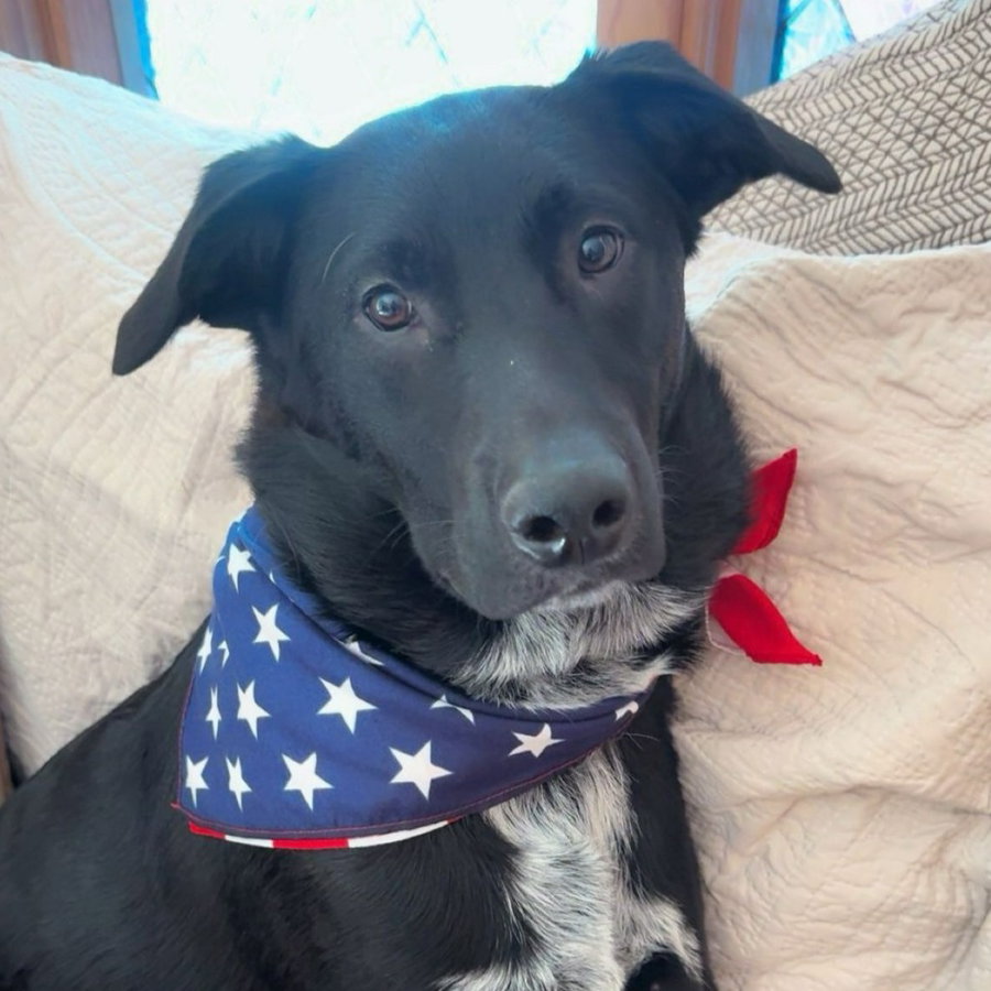 Revere - Pending Adoption