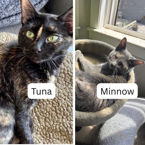 Tuna / Minnow