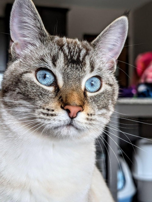 Pixel