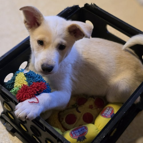 Wiggles photo 3