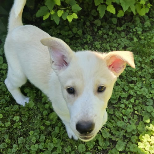 Wiggles photo 4
