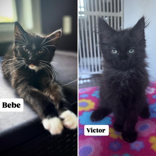 Bebe / Victor