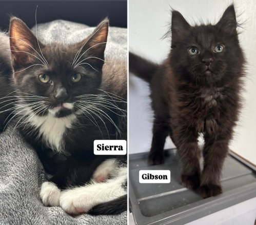 Gibson / Sierra