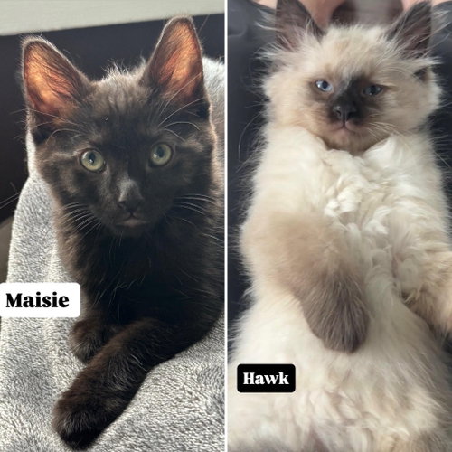 Hawk / Maisie