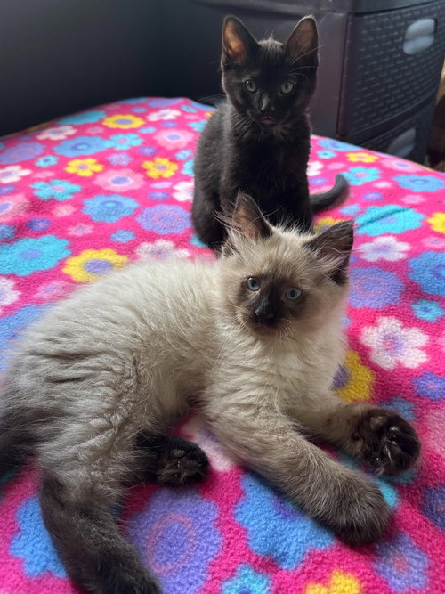 Hawk / Maisie photo 2