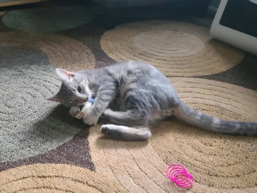 Johnnie Mae / Salsa photo 2