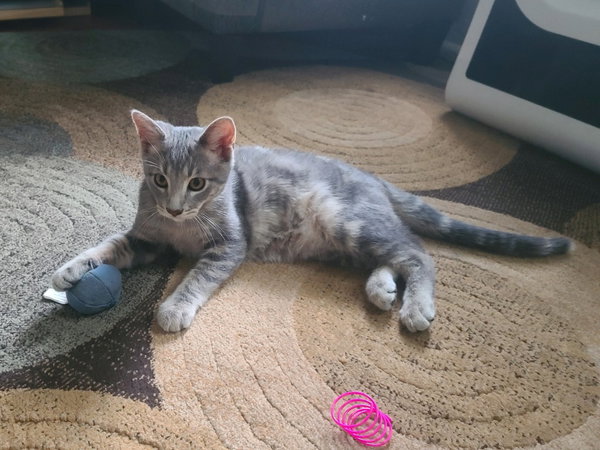 Johnnie Mae / Salsa (FIV+)