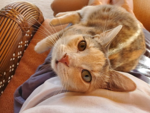 Gumdrop / Toni photo 3