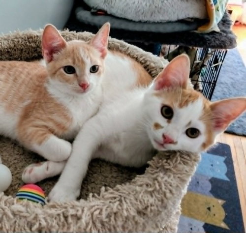 Gus / Max