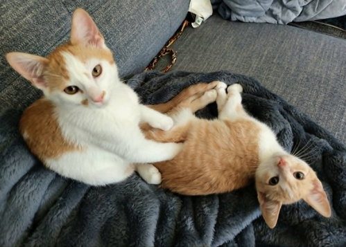 Gus / Max photo 2