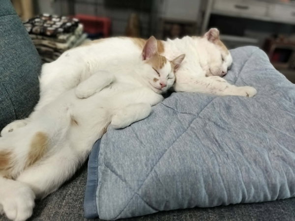 Gus - Pending / Max - Pending