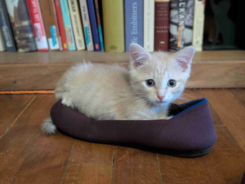 Sunchip / Sunbeam photo 3