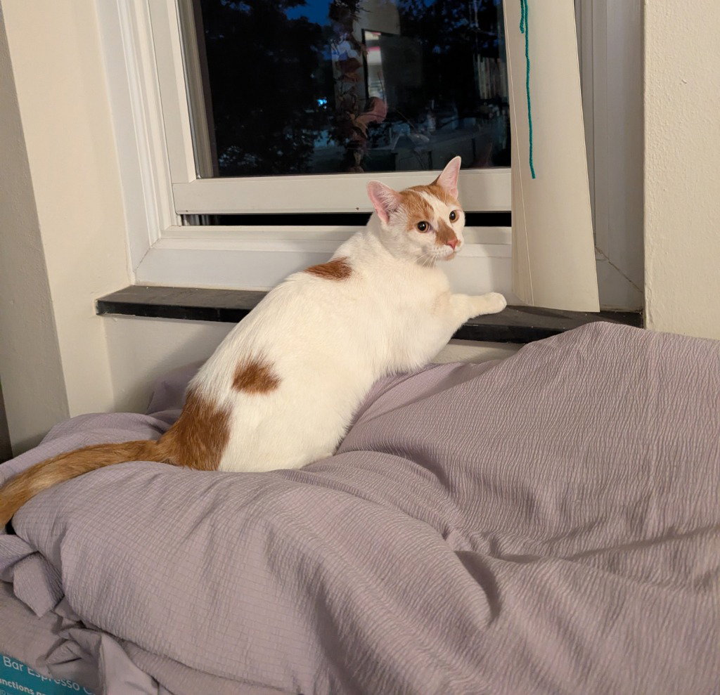 Dot (FIV+), photo 2