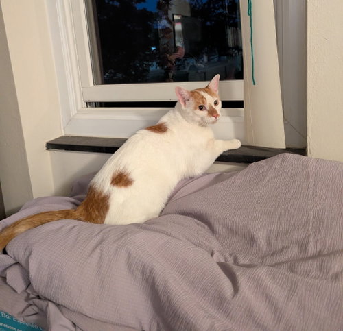 Photo 2 of Dot (FIV+)