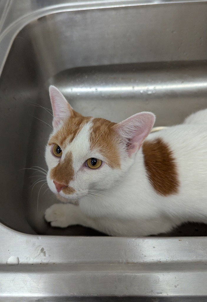 Dot (FIV+), photo 3