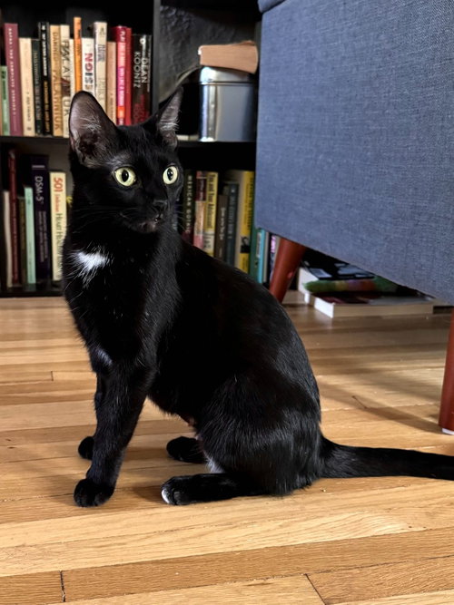 Gracie