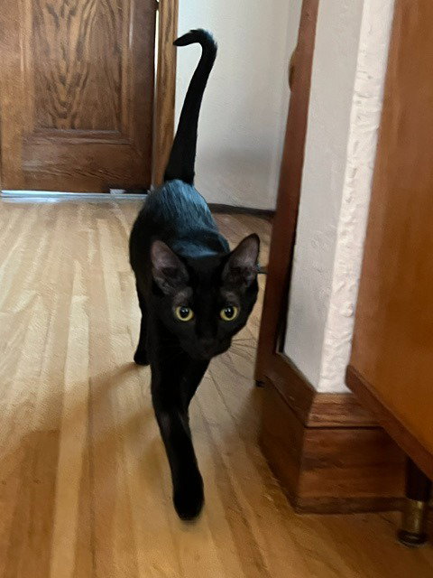 Gracie photo 3