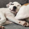 Moo, a American Staffordshire Terrier / Great Pyrenees / Mixed