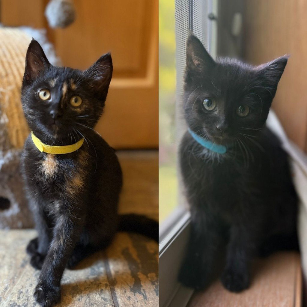 Photo of Solensia / Torb, an adoptable pet