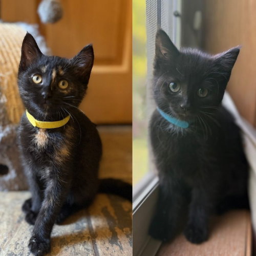 Solensia / Torb, a cat for adoption from Pet Haven Inc. of MN