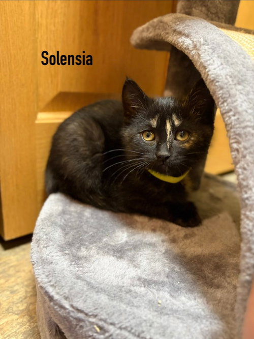 Photo 3 of Solensia / Torb