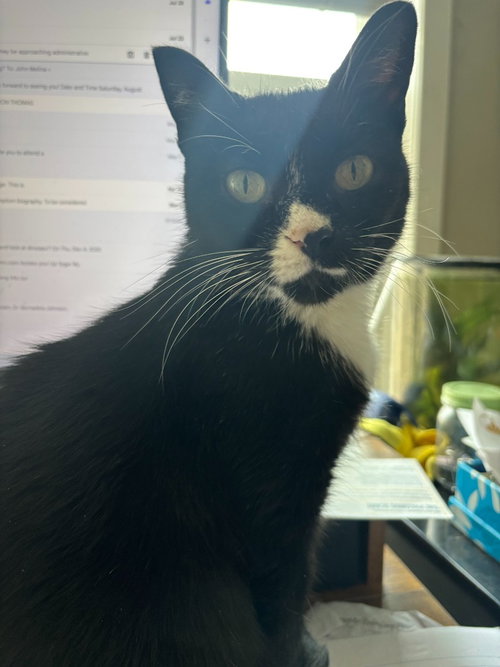 Corazon, a cat for adoption from Pet Haven Inc. of MN
