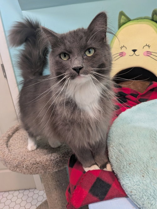 Greyson (Special Needs), a cat for adoption from Pet Haven Inc. of MN