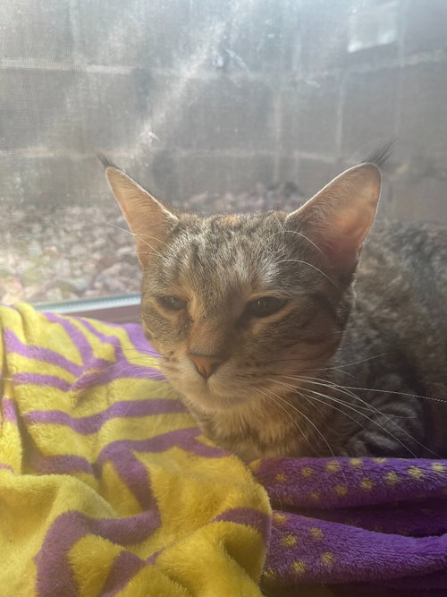 Opal, a cat for adoption from Pet Haven Inc. of MN