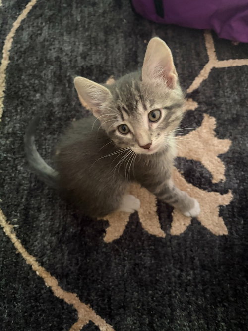 Louie, a cat for adoption from Pet Haven Inc. of MN