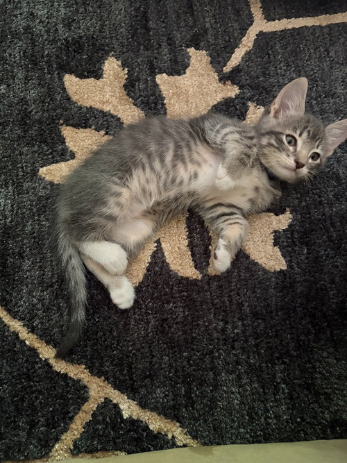 Photo 2 of Louie