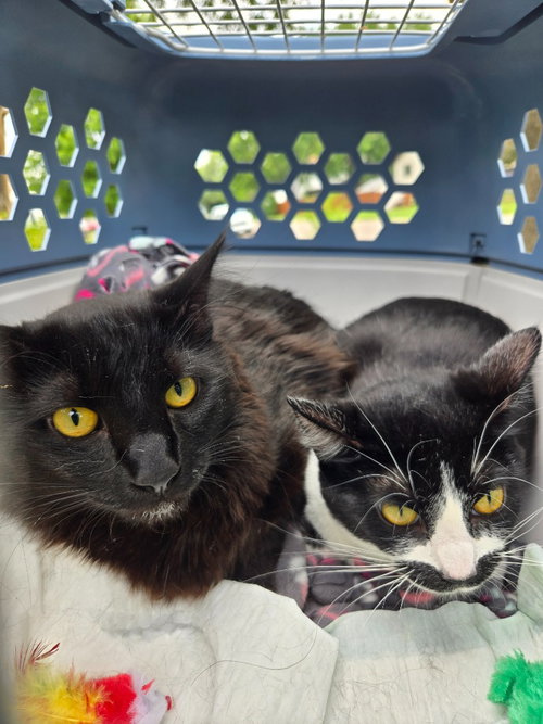 Midnight / Jackfruit, a cat for adoption from Pet Haven Inc. of MN