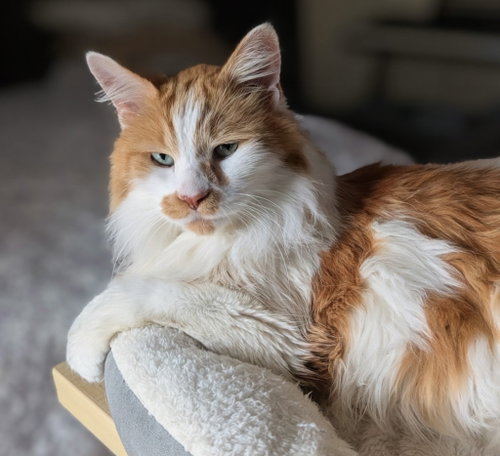 Blaze, a cat for adoption from Pet Haven Inc. of MN