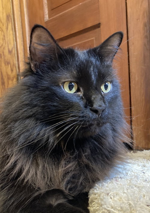 Sam - Pending Adoption, a cat for adoption from Pet Haven Inc. of MN