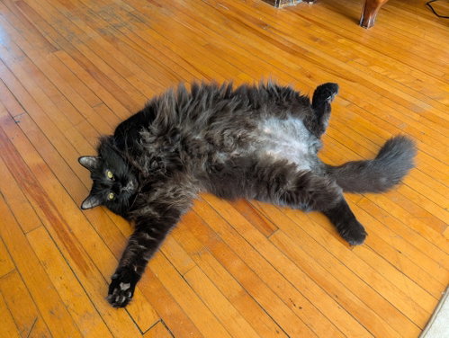 Photo 2 of Sam - Pending Adoption