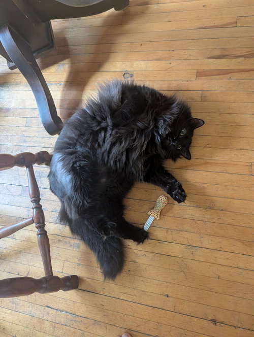 Photo 3 of Sam - Pending Adoption