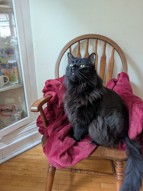 Photo 4 of Sam - Pending Adoption