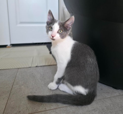Silver, a cat for adoption from Pet Haven Inc. of MN