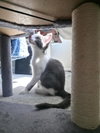 Silver, a Domestic Short Hair / Mixed