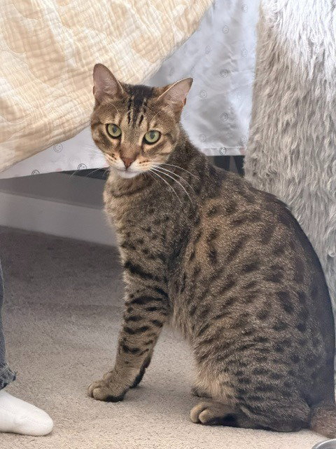 Photo 3 of Tommy