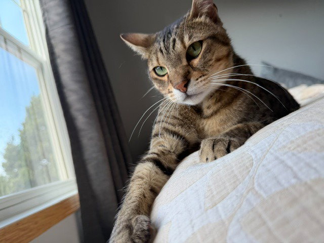 Tommy, photo 4