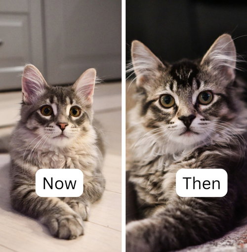 Now / Then, a cat for adoption from Pet Haven Inc. of MN