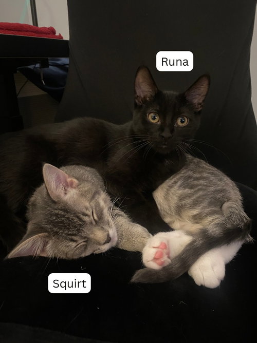 Squirt / Runa, a cat for adoption from Pet Haven Inc. of MN