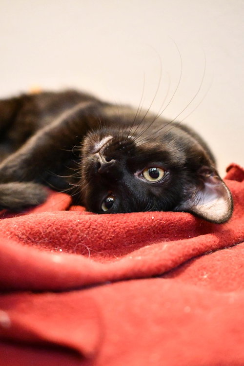 Photo 3 of Squirt / Runa