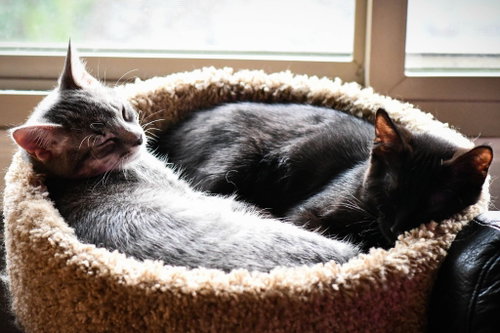 Photo 4 of Squirt / Runa