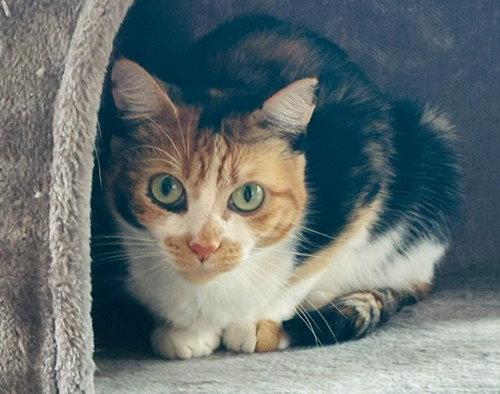 Tina, a cat for adoption from Pet Haven Inc. of MN