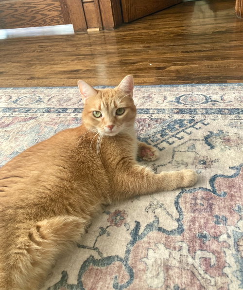 Charlotte, a cat for adoption from Pet Haven Inc. of MN