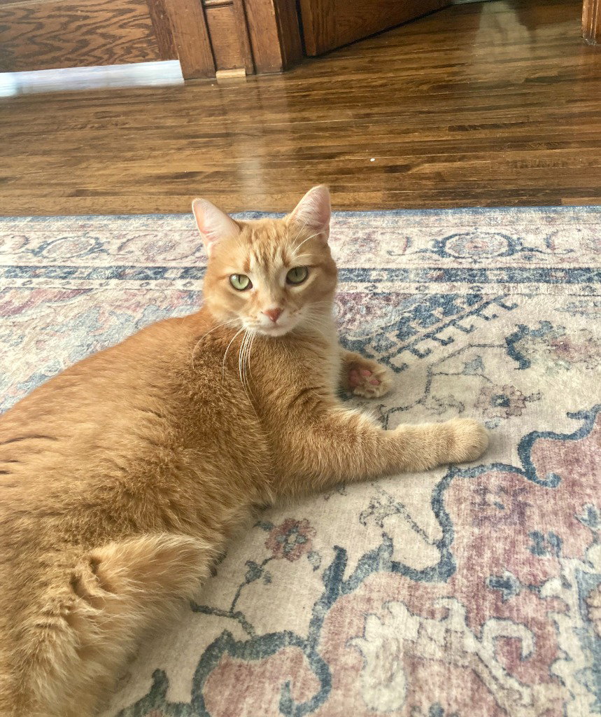 Charlotte - Pending Adoption